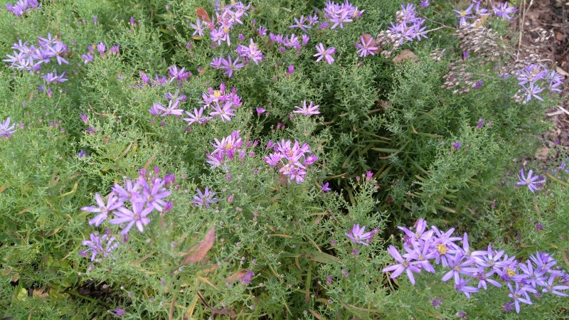 Galatella sedifolia 'Nanus' Pikkukutriasteri